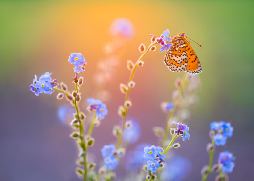 1182329 (a): :2500x1786